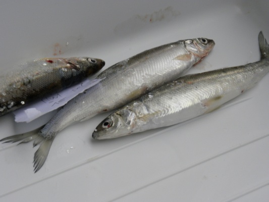 Probebefischung Dez.2009 001.jpg